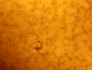 sonnehalphaar12842cvom17.07.21evostar1021000asi174mm.
