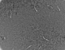 sonneam23.04.2023crop1fd11